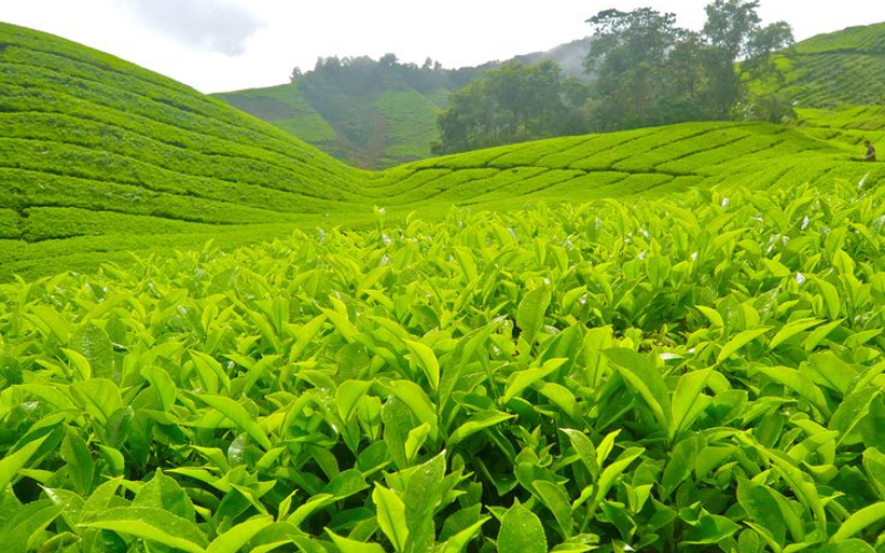 Thái Thái Trà Mang Hồn Đất Hồ Núi Cốc Đến Mọi Nhà